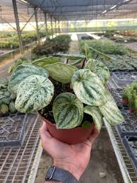 Image result for Peperomia molleri