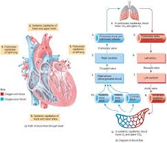 Systemic And Pulmonary Circulations Human Anatomy
