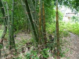 Image result for Bambusa balcooa