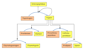 4 2 Control Of Enzymatic Activity Biology Libretexts