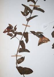 Image result for Ipomoea crassipes