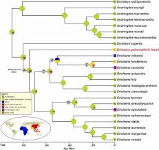 Image result for Eriolaena rulkensii