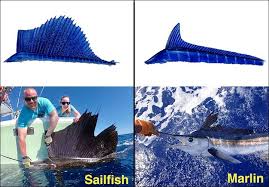 Sailfish Vs Marlin The Battle Of The Bills