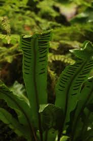 Image result for Asplenium uschiae