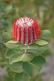 Banksia Coccinea Flora Flowers Unusual Flowers Unique Flowers