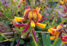 Image result for Eriosema pauciflorum