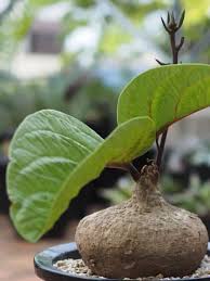 Image result for Adenia goetzei