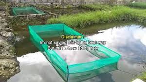 The primary thing to remember when setting up your pond is to take also, incorporate some floating plants such as water lettuce, hyacinth, and parrots feather, which offer a great place for fish to spawn on and will. How To Breed Goldfish In Outdoor Pond Youtube
