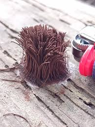 Image result for Stemonitis splendens