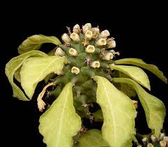 Image result for Monadenium spinulosum