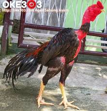Ayam Saigon Asli Ayam Vietnam