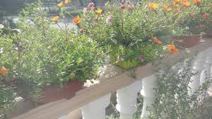 Bunga ros jepun carnation( daun tajam) tahan musim hujan/air banyak. Bila Pagar Mu Berbunga Ros Jepun Ni Rose Jepun Laila Facebook