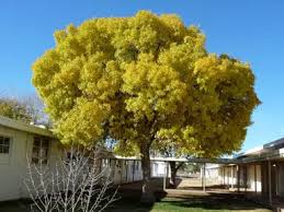 Image result for Fraxinus velutina
