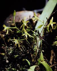 Image result for Rhipidoglossum densiflorum