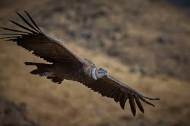 Andean Condor Wikipedia