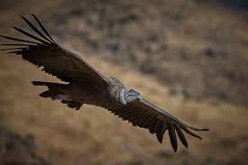 andean condor wikipedia