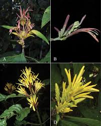 Image result for Justicia sp. A cf. engleriana