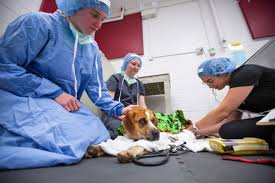 Maybe you would like to learn more about one of these? Shelter Animals Receive Care At Isu College Of Veterinary Medicine On Their Way To Adoption News Service Iowa State University