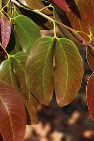 Image result for Hymenaea courbaril