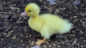Black And Yellow Duckling Free Image On Pixabay Duckling Birds Yellow Fluffy Free Pictures Free Images Image