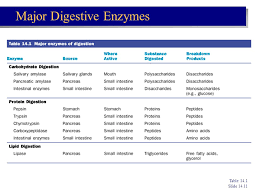 Chapter 14 The Digestive System And Nutrition Ppt Video