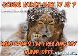 But he has not caught up with his three days. Hump Day Too Cold Funny Good Morning Memes Cleaning Quotes Funny Hump Day Humor