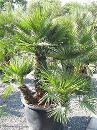 Chamaerops Humilis Architectural Plants