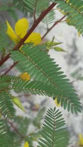 Image result for Chamaecrista paralias