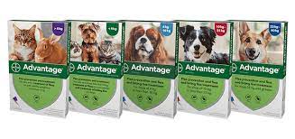 Advantage For Dogs Fast Acting Flea Treatment Kill Fleas With 24 Hrs