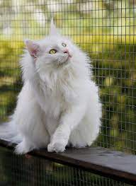 Pfingsten wird von christen im zusammenhang mit ostern gefeiert. Frohe Pfingsten Foto Bild Natur Katze Cat Bilder Auf Fotocommunity