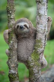 The Sloth Institute Costa Rica Cute Baby Sloths Cute Sloth Pictures Costa Rica Animals