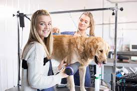 Step 2 become familiar with the job. How To Become A Dog Groomer With An Online Course Stonebridge