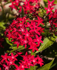 Image result for Pentas bussei