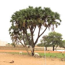 Image result for Hyphaene