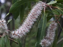 Image result for Faurea