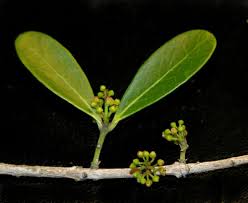 Image result for Pleurostylia