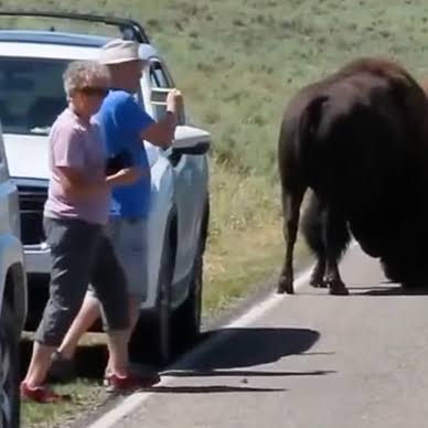 Tourists get too close to fighting Yellowstone bison