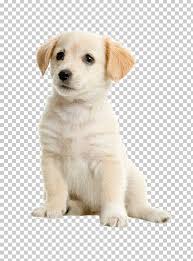 Cute Golden Retriever Puppies Png Free Cute Golden Retriever Puppies Png Transparent Images 54785 Pngio Find & download free graphic resources for golden retriever. cute golden retriever puppies png
