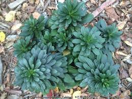 Image result for Eriosema robinsonii