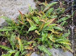 Image result for Blechnum punctulatum