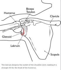 Image result for SLAP Lesion