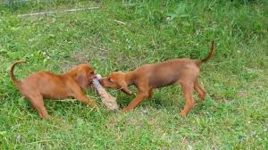 Usda licensed commercial breeders account. 8 Week Redbone Coonhound Puppies Wrestling With A Stuffed Fox Toy Youtube