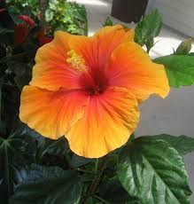 Oct 30, 2003 · purple hibiscus is the first book by chimamanda ngozi adichie that i've read, but i can guarantee it won't be my last. Pin On Tattoos