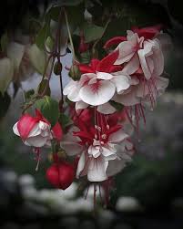 Pin By T Francesch On Flores Amazing Flowers Pretty Flowers Fuchsia Plant