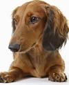 Black Full Grown Long Haired Dachshund