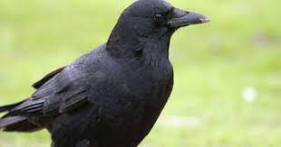 Crow My Least Favorite Bird They Squawk And Squawk And Squawk When I See Them I Can T Help But Think That It Is A Bad Sig Crow American Crow Crows Ravens