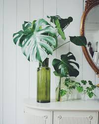 But buying plants can be a hassle. The Easiest House Plants To Keep In Hong Kong Tatler Hong Kong