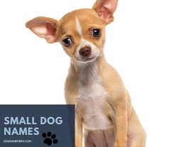 But it is not only in switzerland that barry has widened his popularity. 490 Most Unique Dog Names For Unique Puppies Dog Name Hero