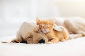 Chagrin falls pet clinic can cater for your pets every needs and located at 530 e washington st chagrin falls, ohio 44022. Veterinarian Nutter Fort Wv All Pets Animal Clinic