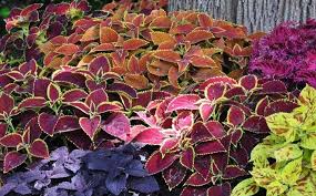 Image result for Plectranthus mandalensis